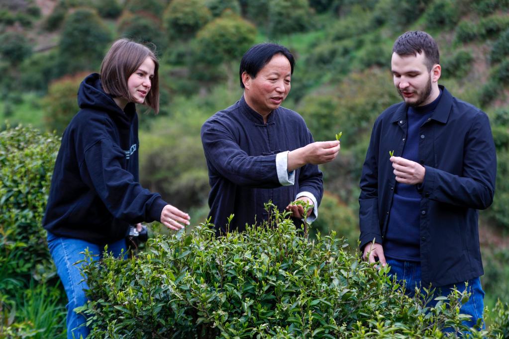 ｜祁门红茶香飘世界ag真人中国故事(图5)