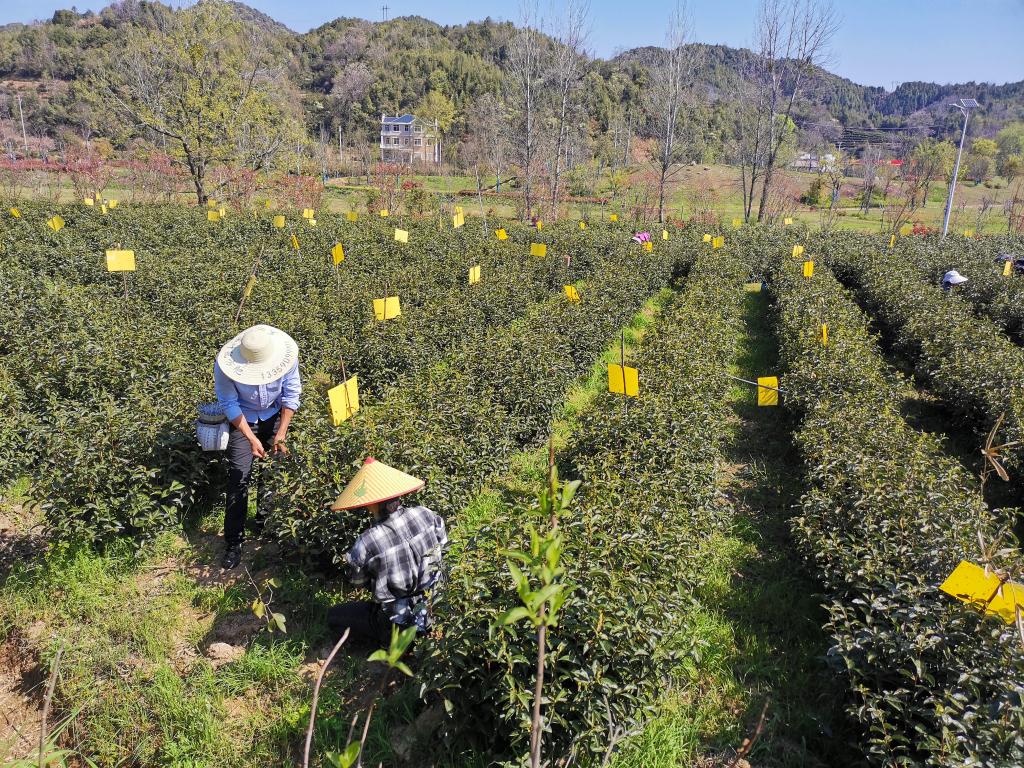 ｜祁门红茶香飘世界ag真人中国故事(图7)